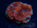 WYSIWYG Micromussa lordhowensis (formerly Acanthastrea) 6A6