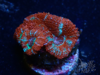 WYSIWYG Micromussa lordhowensis (formerly Acanthastrea) 6A7
