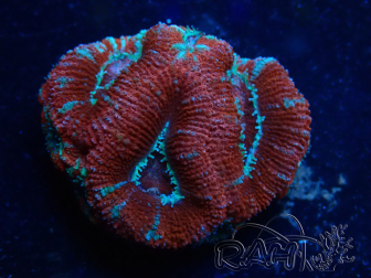 WYSIWYG Micromussa lordhowensis (formerly Acanthastrea) 6A8