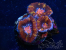 WYSIWYG Micromussa lordhowensis (ex Acanthastrea) 6K3