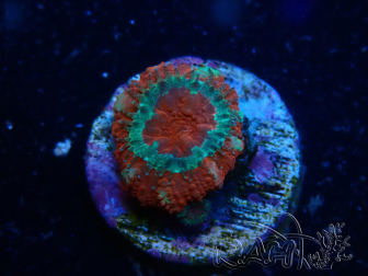 WYSIWYG Micromussa lordhowensis (ehemals Acanthastrea) 6B1