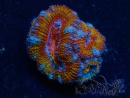 WYSIWYG Micromussa lordhowensis (formerly Acanthastrea) 6B2