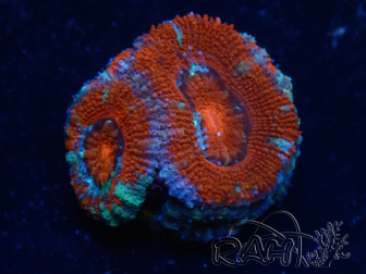 WYSIWYG Micromussa lordhowensis (formerly Acanthastrea) 6B3