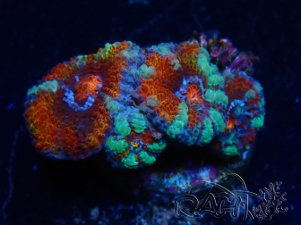 WYSIWYG Micromussa lordhowensis (ehemals Acanthastrea) 6B4