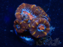WYSIWYG Micromussa lordhowensis (formerly Acanthastrea) 6B5