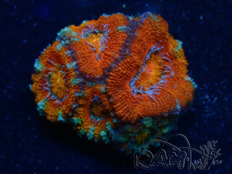 WYSIWYG Micromussa lordhowensis (ehemals Acanthastrea) 6B6
