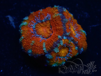 WYSIWYG Micromussa lordhowensis (ex Acanthastrea) 6B7