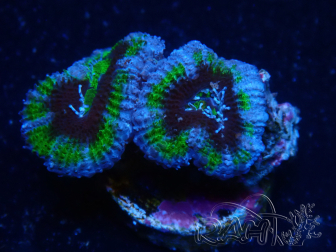 WYSIWYG Micromussa lordhowensis (formerly Acanthastrea) 6B8