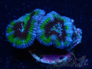 WYSIWYG Micromussa lordhowensis (formerly Acanthastrea) 6B8