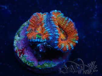 WYSIWYG Micromussa lordhowensis (formerly Acanthastrea) 6K5