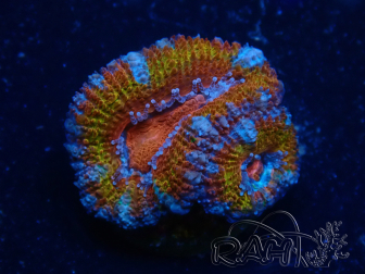 WYSIWYG Micromussa lordhowensis (ex Acanthastrea) 6B10
