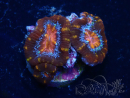 WYSIWYG Micromussa lordhowensis (ehemals Acanthastrea) 6C1