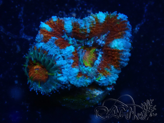 WYSIWYG Micromussa lordhowensis (formerly Acanthastrea) 6C2