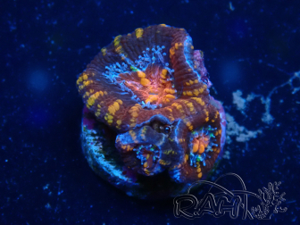 WYSIWYG Micromussa lordhowensis (ehemals Acanthastrea) 6C3