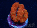 WYSIWYG Micromussa lordhowensis (formerly Acanthastrea) 6C5