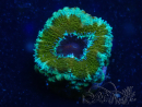 WYSIWYG Micromussa lordhowensis (formerly Acanthastrea) 6C7
