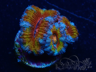 WYSIWYG Micromussa lordhowensis (ehemals Acanthastrea) 6C8