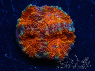 WYSIWYG Micromussa lordhowensis (formerly Acanthastrea) 6K7