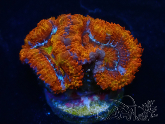 WYSIWYG Micromussa lordhowensis (ehemals Acanthastrea) 6K8