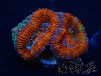 WYSIWYG Micromussa lordhowensis (ex Acanthastrea) 6D2