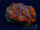 WYSIWYG Micromussa lordhowensis (antes Acanthastrea) 6D3
