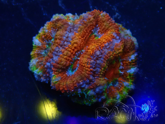 WYSIWYG Micromussa lordhowensis (ehemals Acanthastrea) 6D4