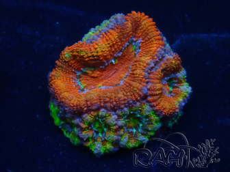 WYSIWYG Micromussa lordhowensis (formerly Acanthastrea)6D5