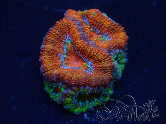 WYSIWYG Micromussa lordhowensis (formerly Acanthastrea) 6D6