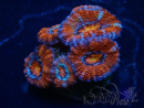 WYSIWYG Micromussa lordhowensis (ehemals Acanthastrea) 6D7