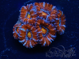 WYSIWYG Micromussa lordhowensis (ehemals Acanthastrea) 6D8