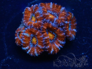 WYSIWYG Micromussa lordhowensis (ehemals Acanthastrea) 6D8