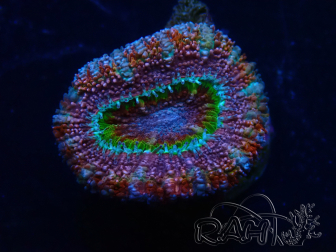 WYSIWYG Micromussa lordhowensis (ehemals Acanthastrea) 6K