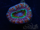 WYSIWYG Micromussa lordhowensis (antes Acanthastrea) 6K