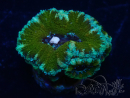 WYSIWYG Micromussa lordhowensis (formerly Acanthastrea) 6K