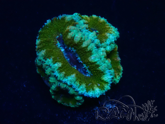WYSIWYG Micromussa lordhowensis (anteriormente Acanthastrea) 6E1