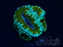 WYSIWYG Micromussa lordhowensis (ehemals Acanthastrea) 6E1