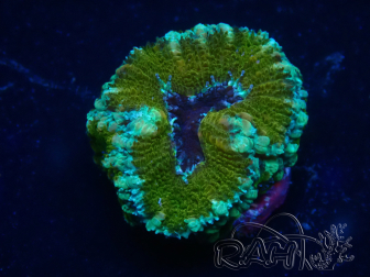 WYSIWYG Micromussa lordhowensis (ex Acanthastrea) 6E2
