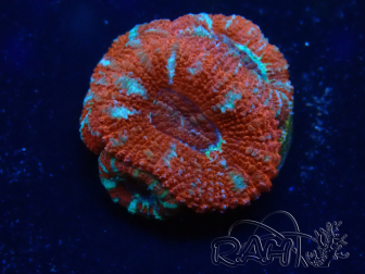 WYSIWYG Micromussa lordhowensis (formerly Acanthastrea) 6E3
