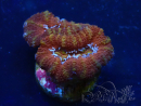 WYSIWYG Micromussa lordhowensis (ehemals Acanthastrea) 6E4