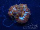 WYSIWYG Micromussa lordhowensis (ex Acanthastrea) 6E5