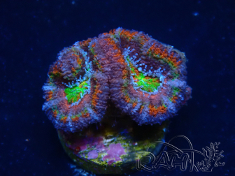 WYSIWYG Micromussa lordhowensis (formerly Acanthastrea) 6E6
