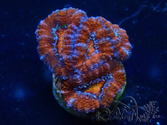 WYSIWYG Micromussa lordhowensis (ehemals Acanthastrea) 6E7