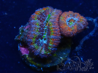 WYSIWYG Micromussa lordhowensis (ehemals Acanthastrea) 6E8