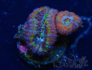 WYSIWYG Micromussa lordhowensis (ehemals Acanthastrea) 6E8