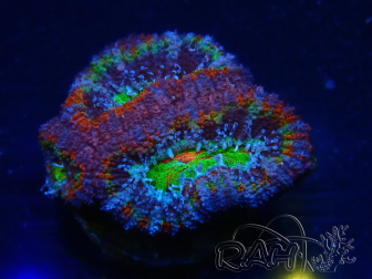 WYSIWYG Micromussa lordhowensis (formerly Acanthastrea) 6K