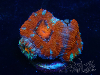 WYSIWYG Micromussa lordhowensis (ex Acanthastrea) 6E10
