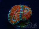 WYSIWYG Micromussa lordhowensis (ex Acanthastrea) 6F1