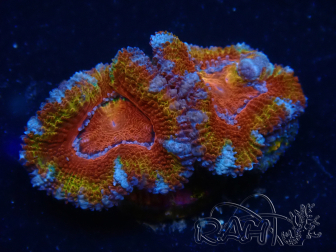 WYSIWYG Micromussa lordhowensis (ehemals Acanthastrea) 6F2