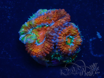 WYSIWYG Micromussa lordhowensis (formerly Acanthastrea) 6F3