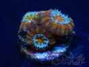 WYSIWYG Micromussa lordhowensis (ehemals Acanthastrea) 6F4
